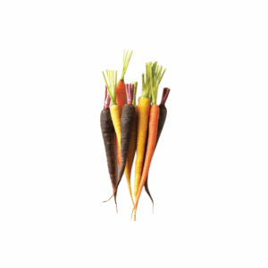 Baby Carrots Multi-color (Pre-Order)