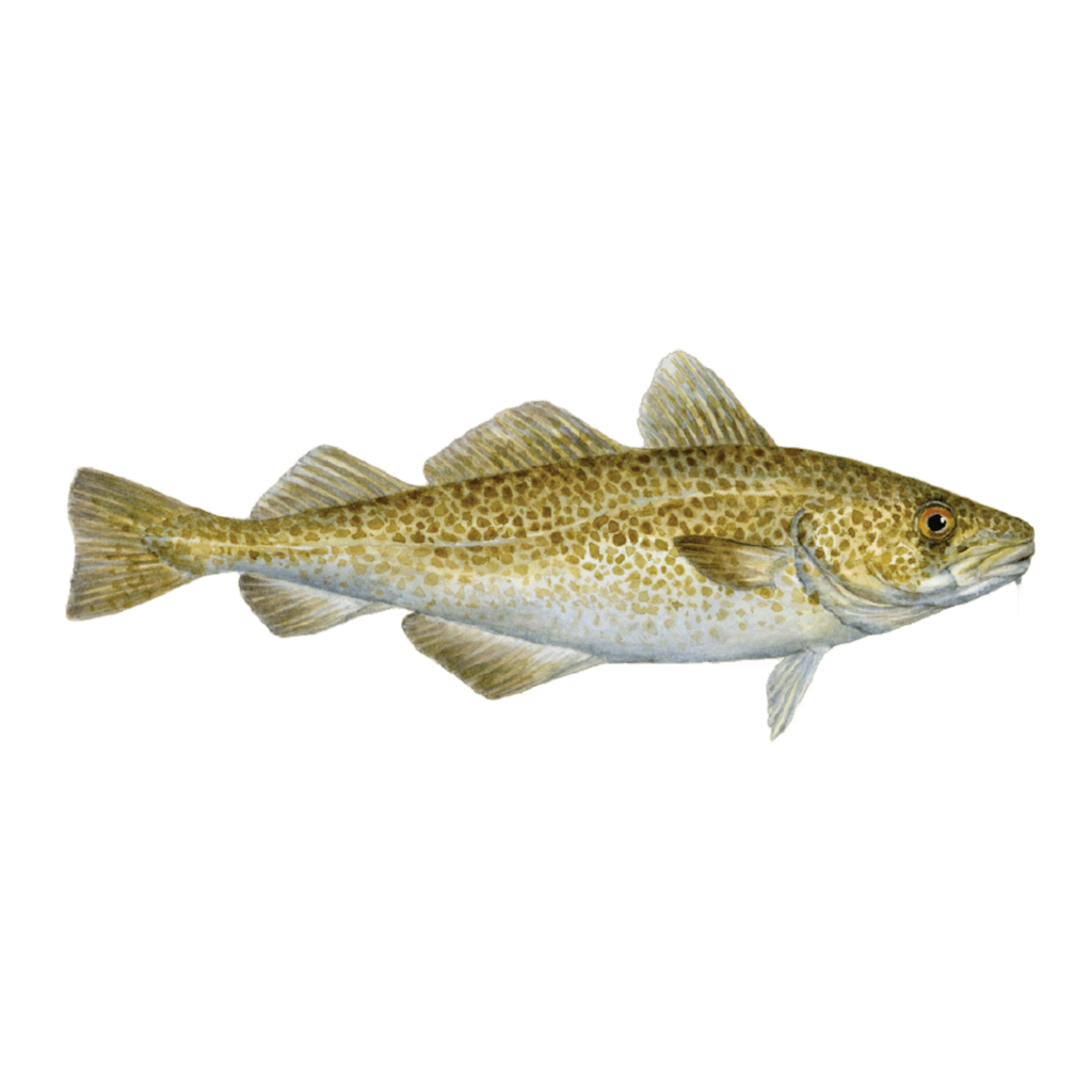 Wholey Cod Cod Skrei Whole Headless - Wisk