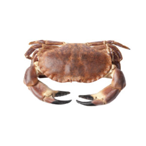 Crab Edible Live (Pre-Order)