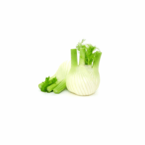 Fennel Large (Pre-Order)