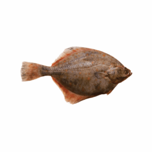 Halibut Whole Wild (Pre-Order)