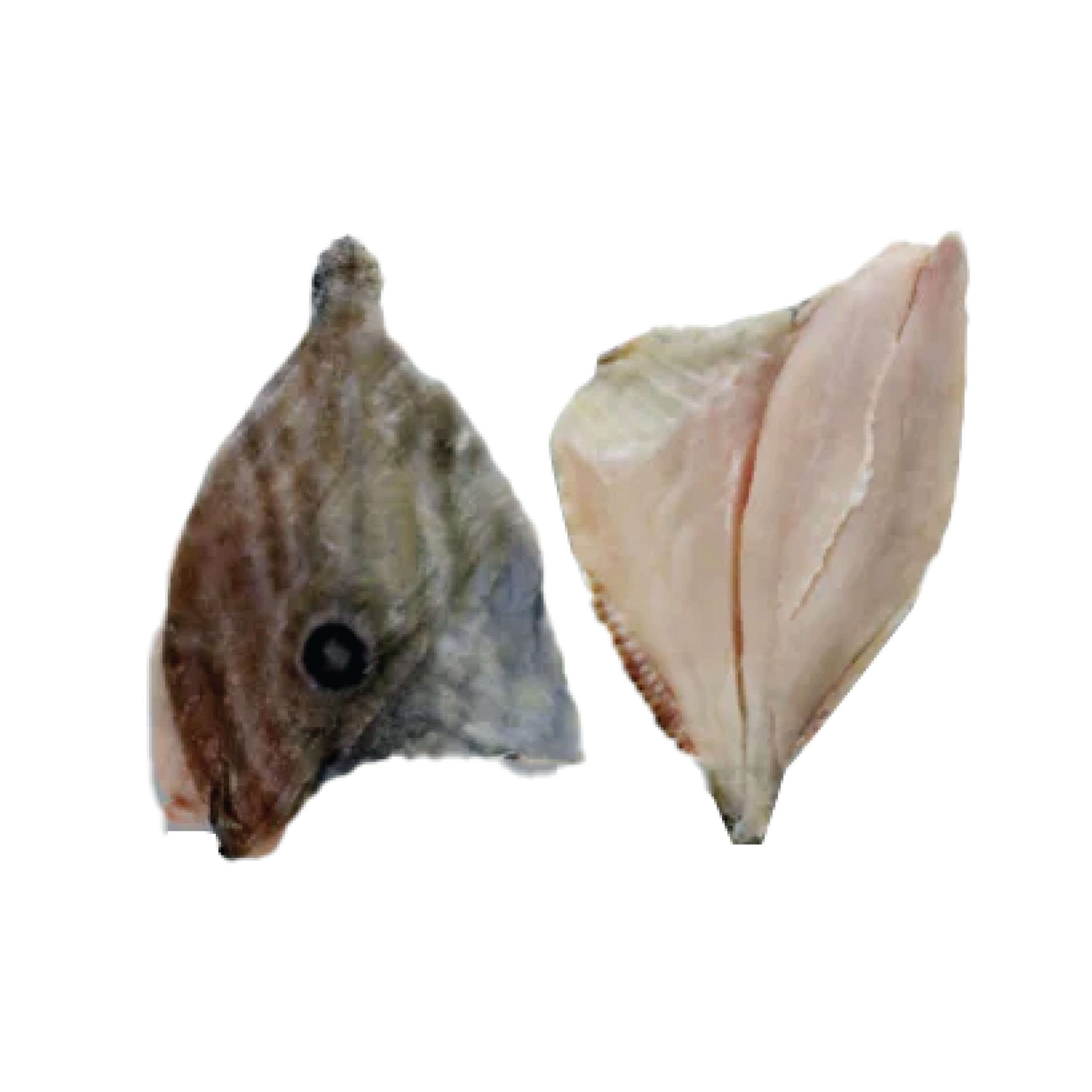 John Dory “St. Pierre” Fillet Portion Skin On - Wisk