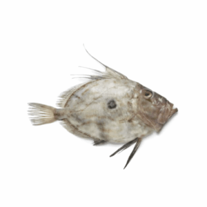 John Dory “St. Pierre” Whole Wild (Pre-Order)