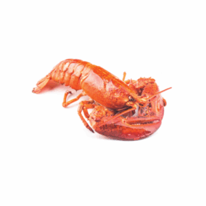 Lobster Blue whole cooked