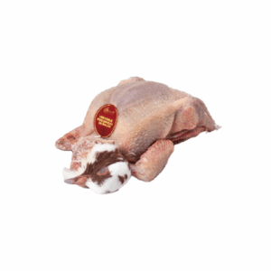 Pigeon Whole Head on (Pre-Order)