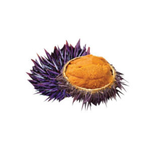 Sea Urchin Purple (Pre-Order)