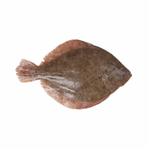 Turbot Whole Farmed (Pre-Order)