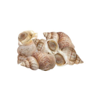 Whelk Clams “Bulots” (Pre-Order)