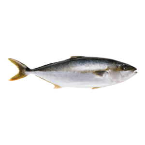Yellow tail “Hamachi”