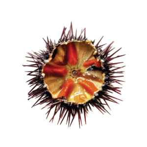 Sea Urchin Purple (Pre-Order)