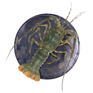 Lobster Spiny Whole