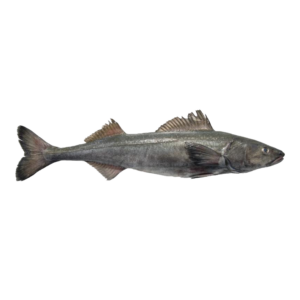 Black Cod