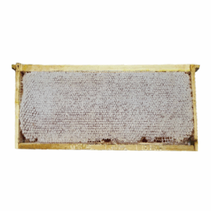 Honeycomb Wild Flowers in wooden Frame