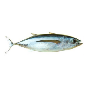 Albacore Tuna Loin
