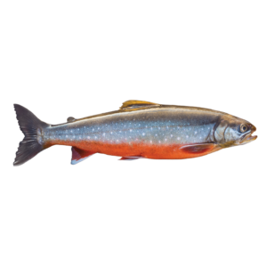 Arctic Char