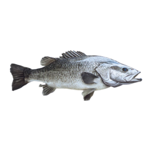 Barramundi