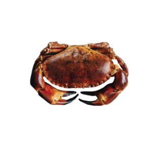 Crab  Brown Cooked