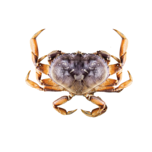 Dungeness Crab