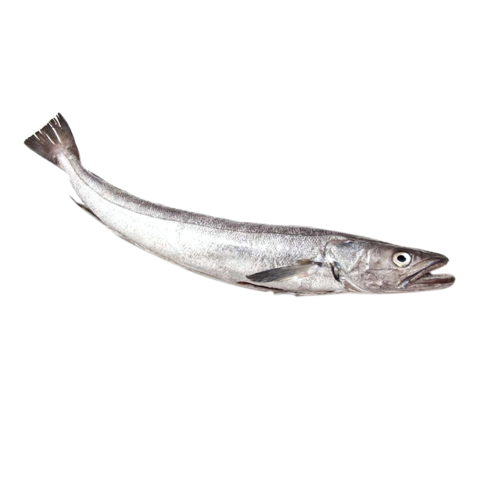 Hake - Wisk