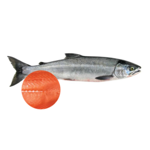 Keta Salmon Headless