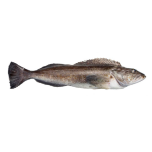 Ling Cod