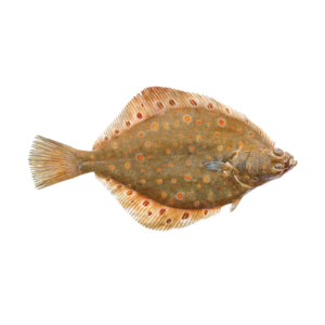 Plaice