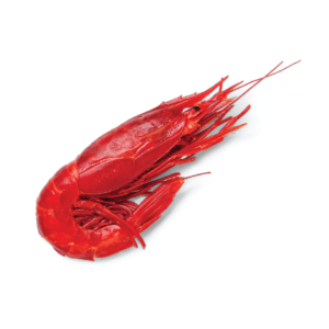 Prawn Scarlet / Cardinal