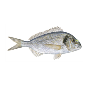 Seabream