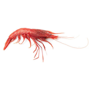 Shrimp Red Palamós