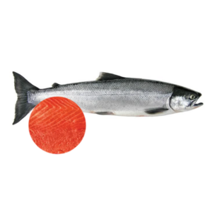 Sockeye Salmon Headless
