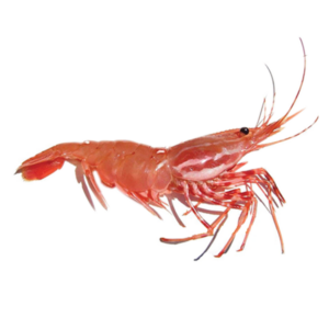 Spotted Prawns Headless