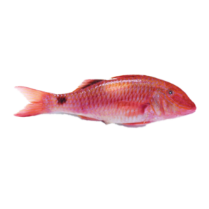 Red Mullet