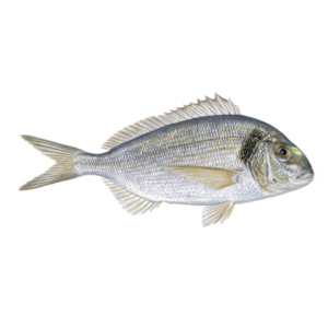 Seabream