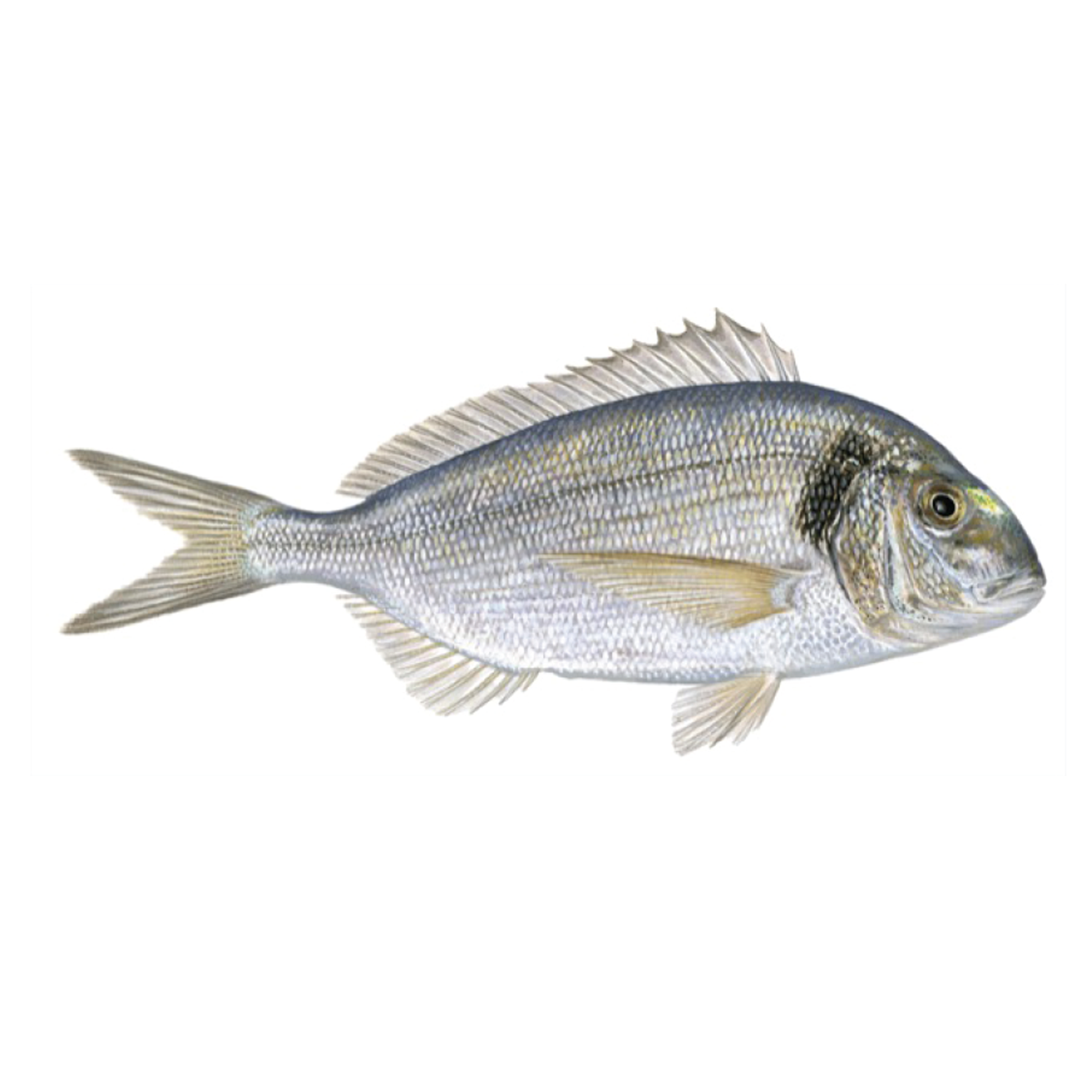 seabream