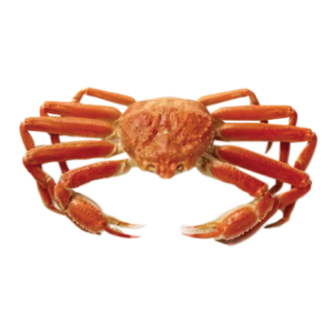 Snow Crab