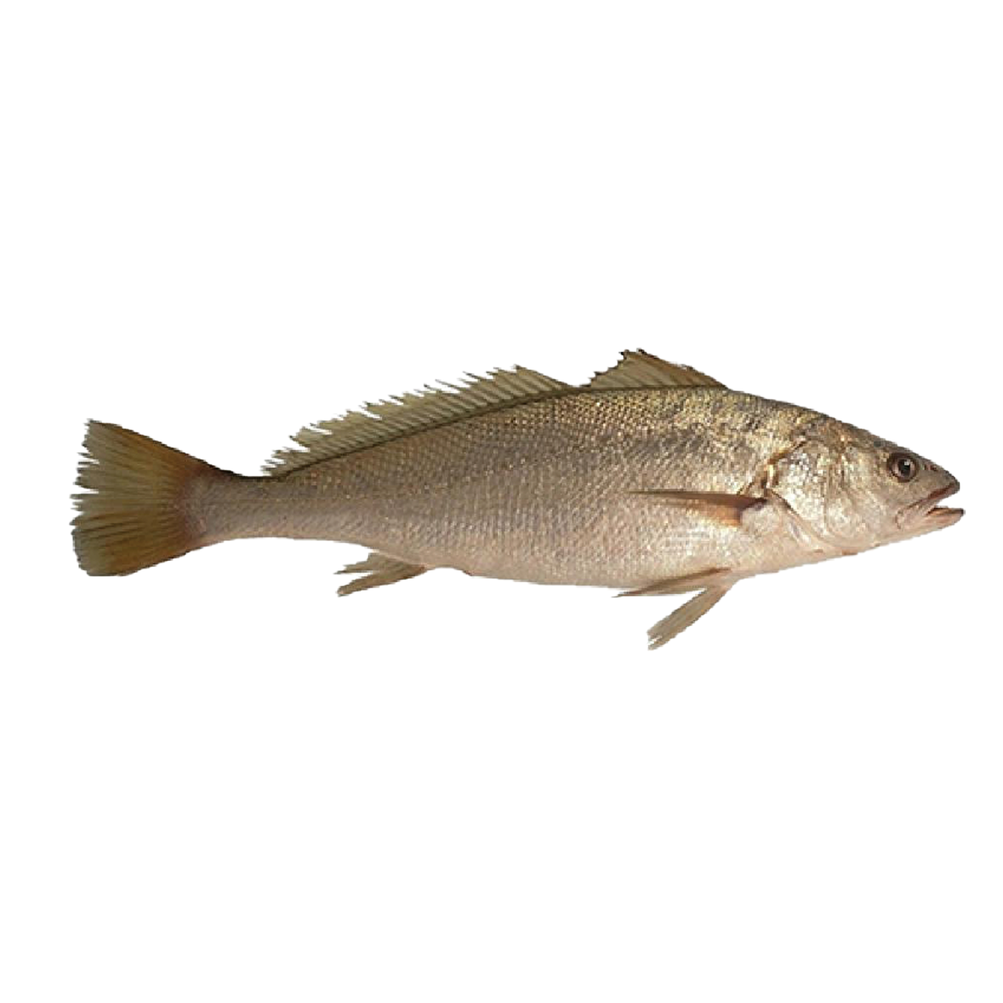 stonebass